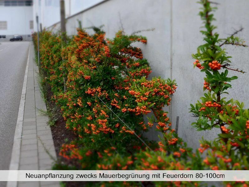 Пираканта фото в ландшафтном Feuerdorn Red Column - Pyracantha Red Column günstig online kaufen Feuerdorn, Pf
