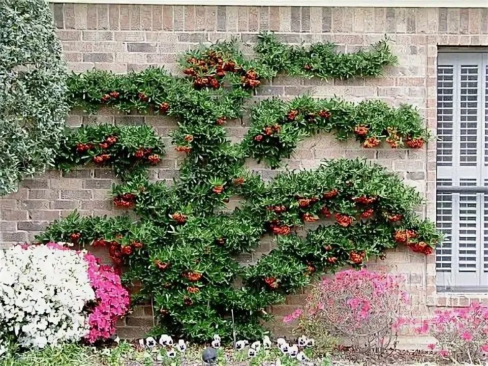 Пираканта в ландшафтном дизайне BEP5483- PYRACANTHA COCCINEA ESPALIER : Asset Details -Garden ... Architectural 