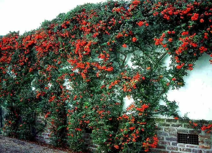 Пираканта в ландшафтном дизайне Pyracantha Homestead gardens, Dry garden, Garden inspiration