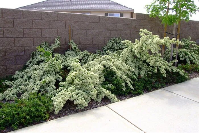 Пираканта в ландшафтном дизайне Pyracantha coccinea