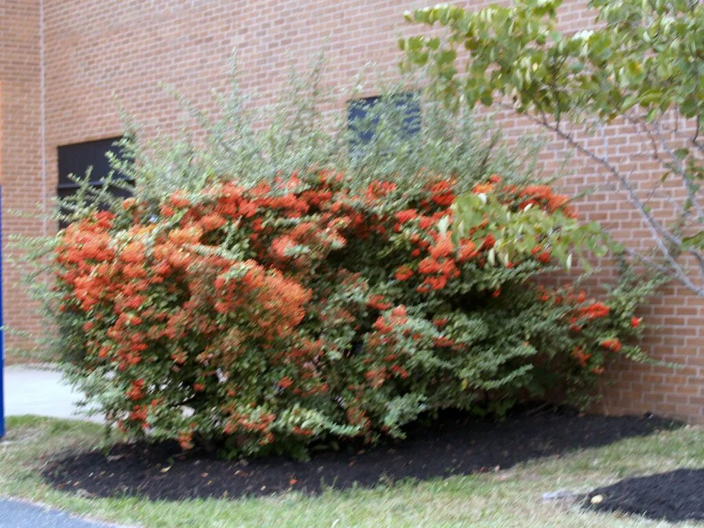 Пираканта в ландшафтном дизайне Pyracantha coccinea Scarlet firethorn Maggie Flickr