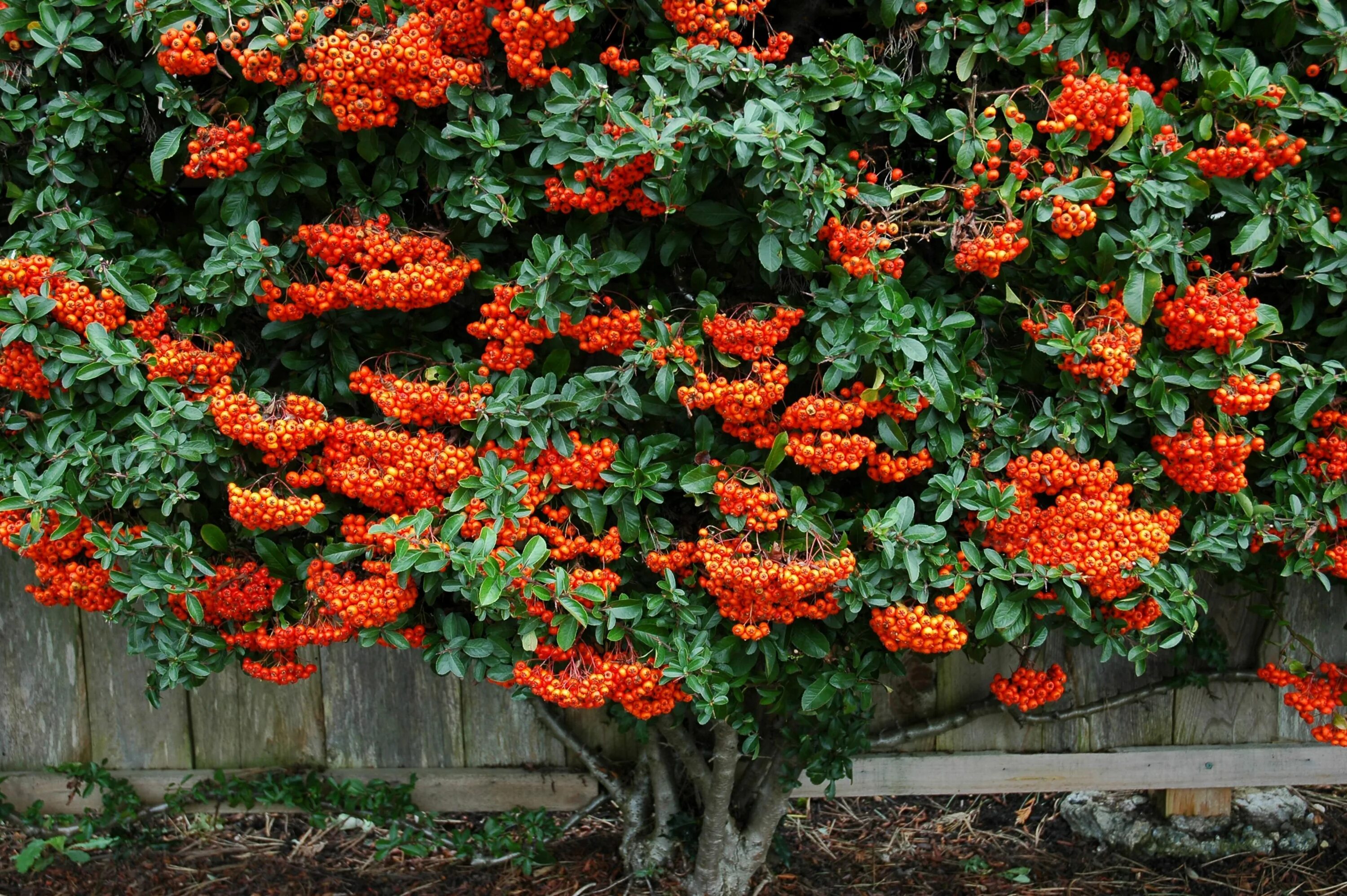 Пираканта в ландшафтном дизайне 10 Best Evergreens for Hedges and Privacy Screens Shade landscaping, Screen plan