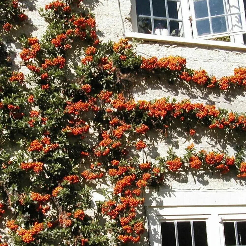 Пираканта в ландшафтном дизайне Orange Firethorn Hedging Plants 20-40cm Pyracantha Evergreen Hedge Potted eBay