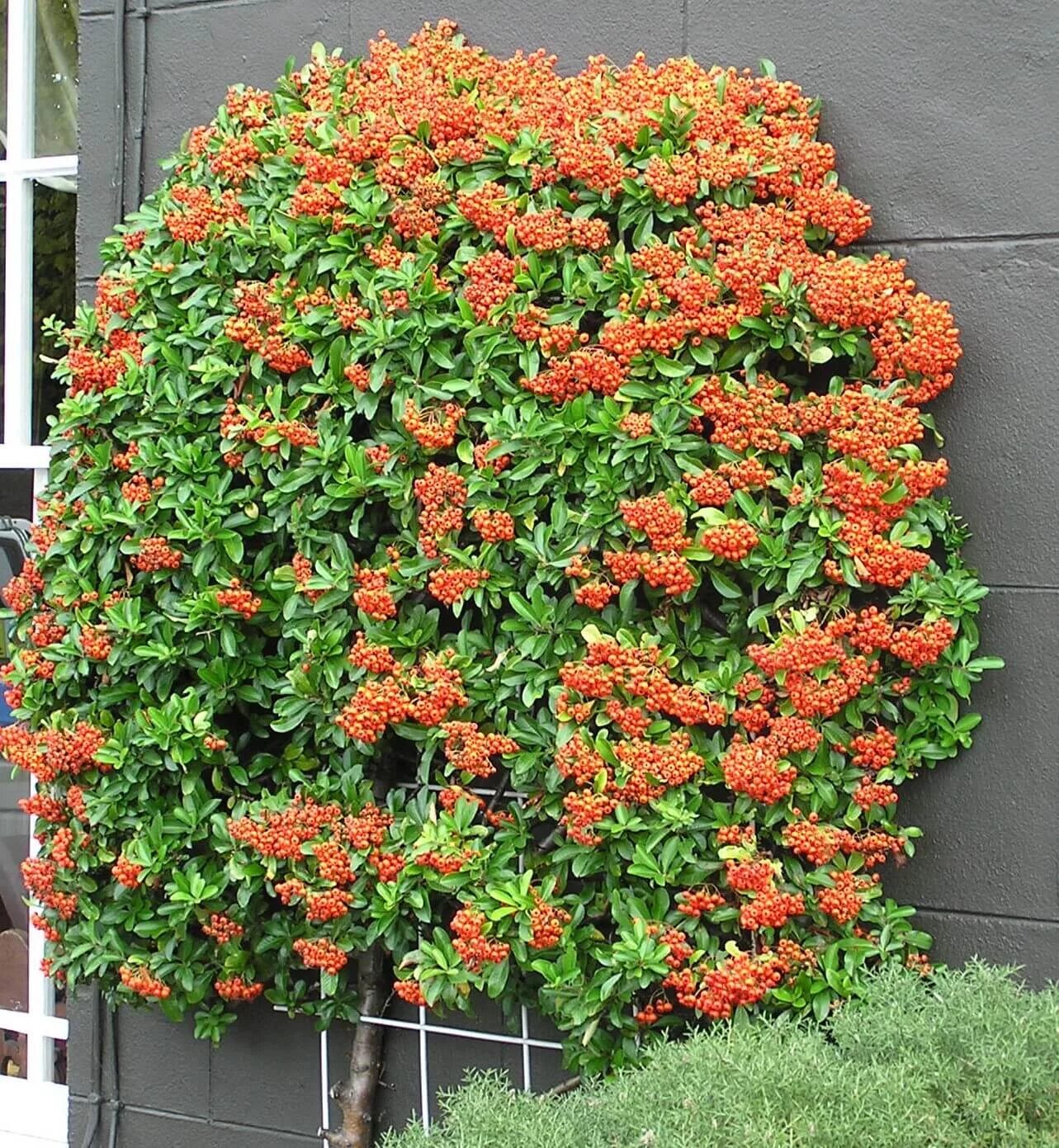 Пираканта в ландшафтном дизайне фото Pyracantha 'Saphyr yellow' - Riverside Garden Centre