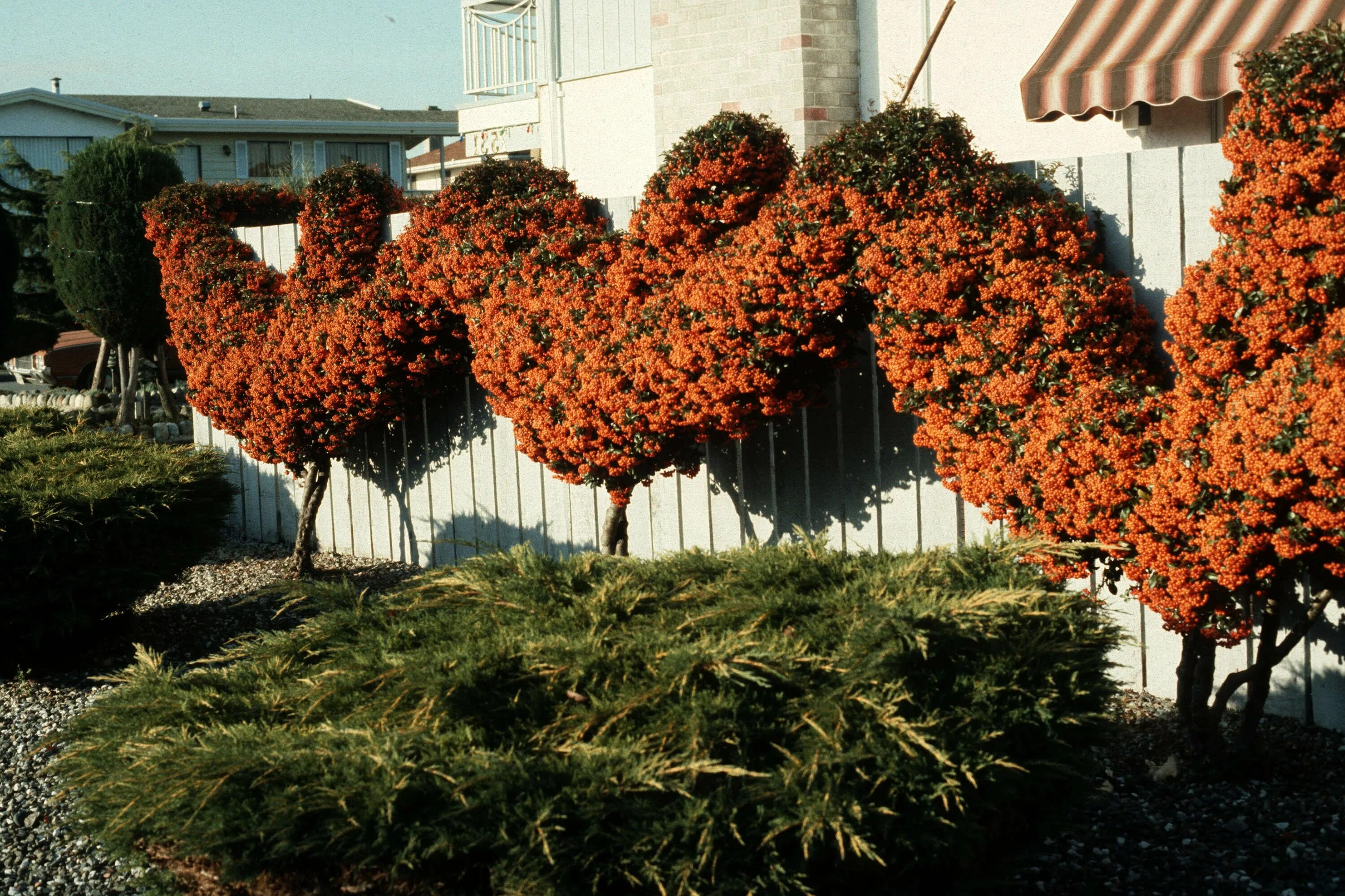 Пираканта в ландшафтном дизайне фото Pruning : Pyracantha espalier - City of Vancouver Archives Prune, Hardscape, Hed