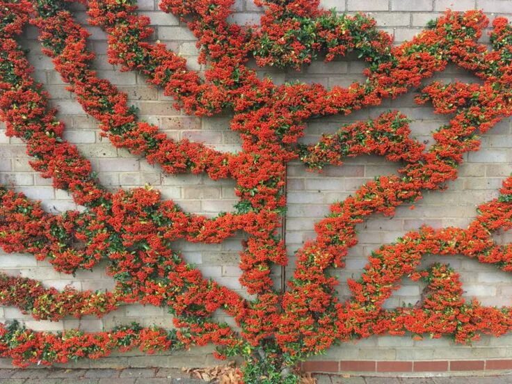 Пираканта в ландшафтном дизайне фото Kletterpflanzen: Die 10 Besten für Zäune & Mauern Christmas wreaths, Flowers, Pl