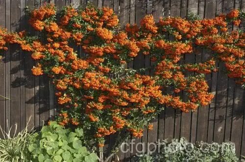Пираканта в ландшафтном дизайне фото Pyracantha - firethorn Architectural plants, Front landscaping