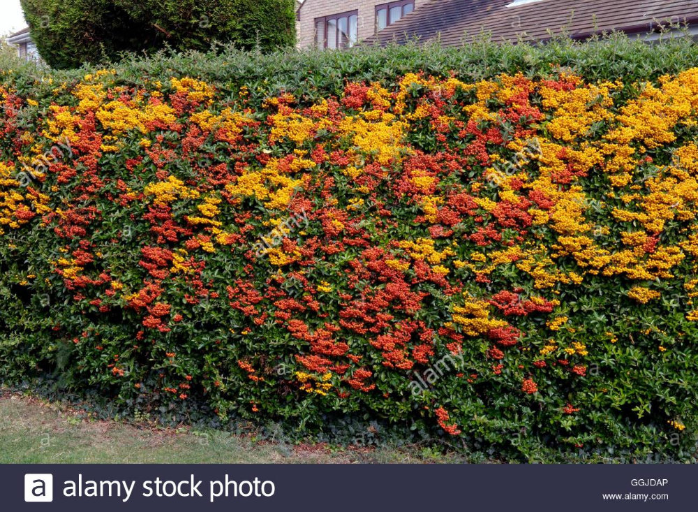 Пираканта в ландшафтном дизайне фото Hedge- of Mixed Pyracantha MIW250767 Stock Photo Garden hedges, English cottage 