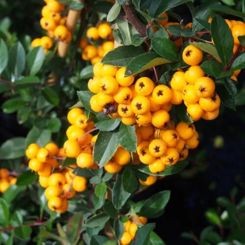 Пираканта желтая фото Firethorn Hedging Plants 20-40cm Pyracantha Evergreen Garden Ready Hedge Potted 