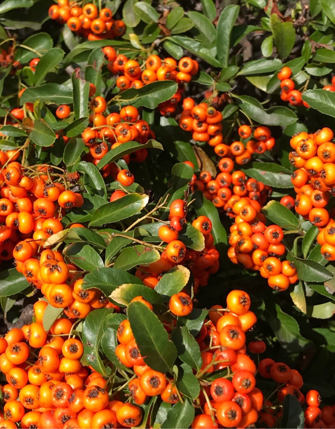 Пираканта желтая фото Pyracantha gibbsii 'Orange Glow' - PictureThis