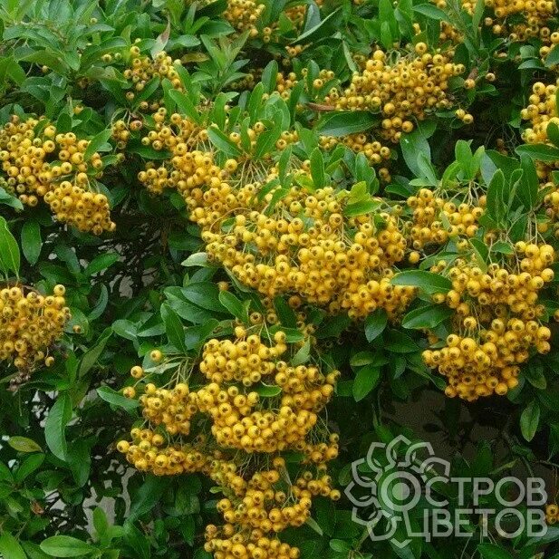 Пираканта желтая фото Пираканта Soleil dOr Купить саженцы почтой, недорого