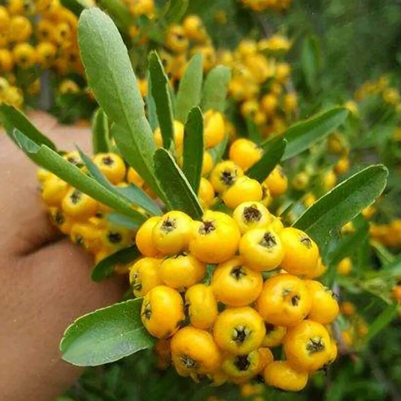 Пираканта желтая фото Egrow 100pcs/bag pyracantha seeds fruit seeds yellow pyracantha fortuneana firet