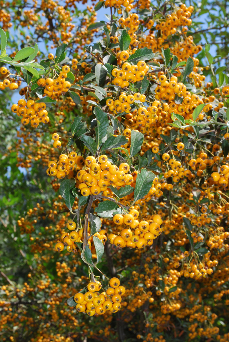 Пираканта желтая фото Pyracantha crenulata - Image of an specimen - Plantarium