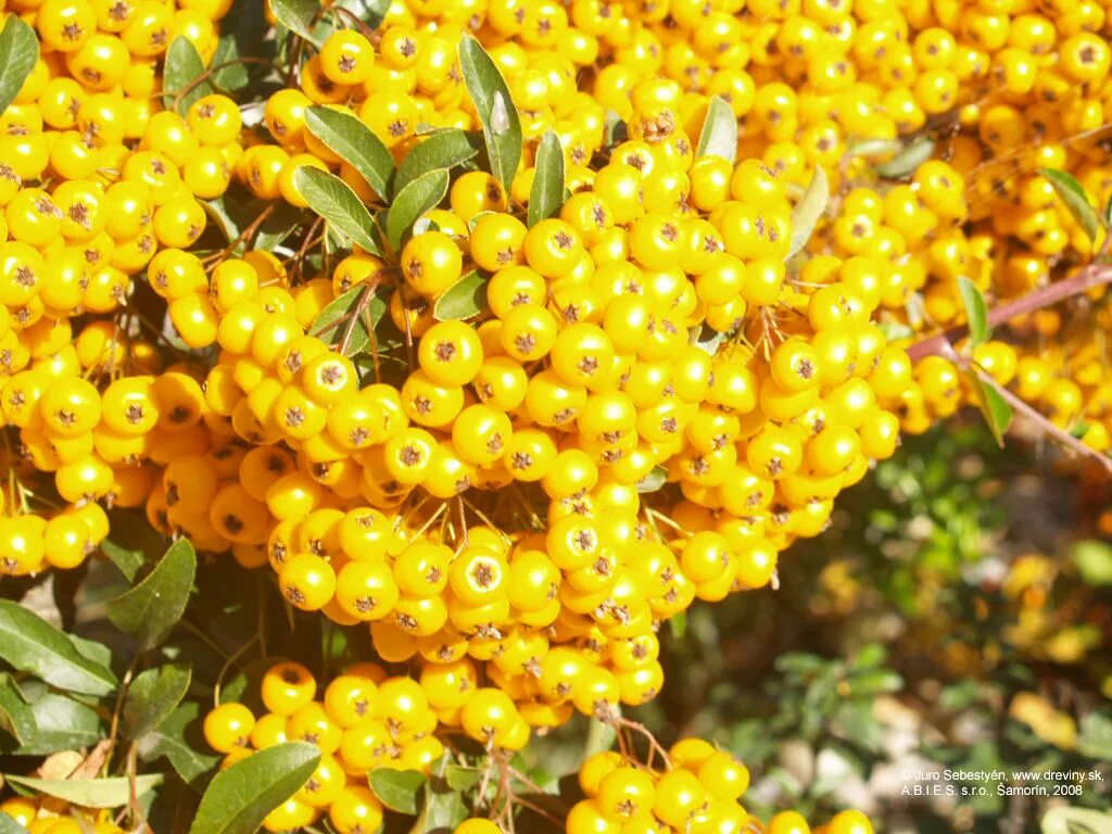 Пираканта желтая фото Hlohyňa šarlátová Soleil d`Or Pyracantha coccinea Soleil d`Or - Záhradníctvo ABI