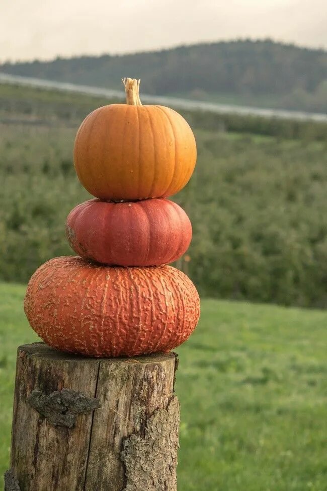 Пирамида из тыквы рязань фото Quirky Outdoor Fall Decorating with Pumpkins and Squash - Garden Therapy Hallowe
