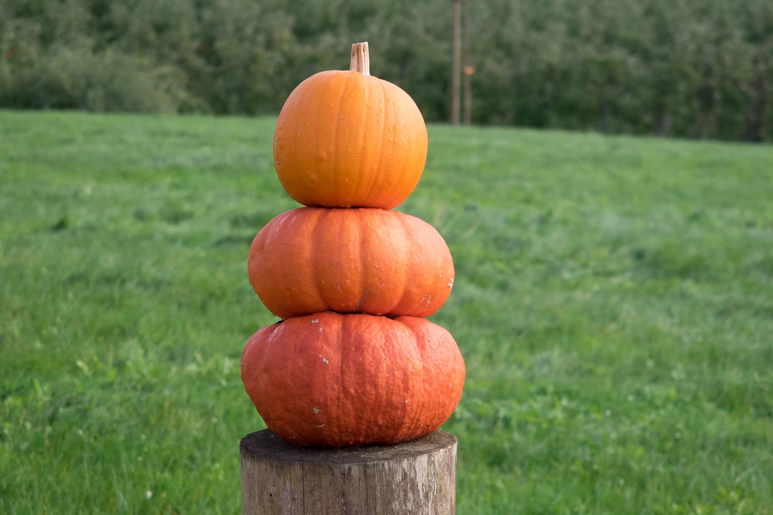 Пирамида из тыквы рязань фото Free Images : structure, plant, decoration, orange, food, golden, harvest, produ