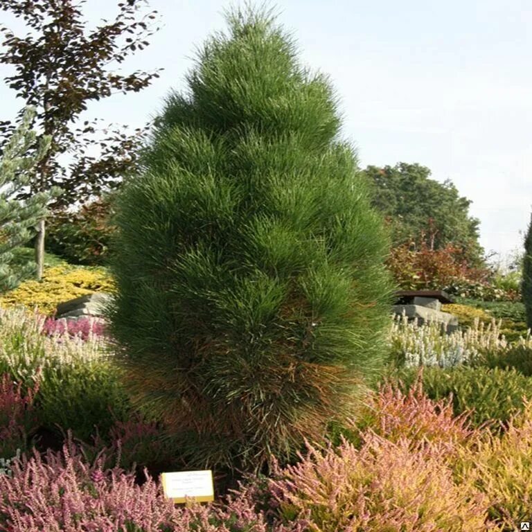 Пирамидальная сосна фото Сосна черная Пирамидалис Pinus nigra Pyramidalis Купить в Питере