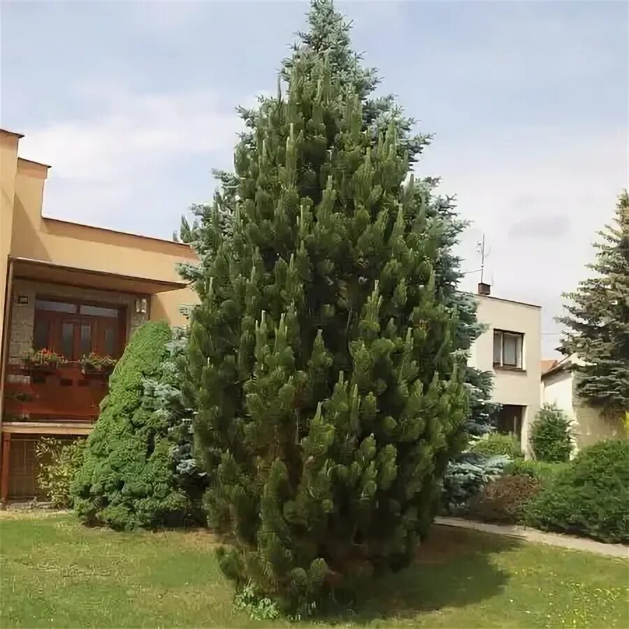 Пирамидальная сосна фото Сосна черная Пирамидалис C7,5 Н80-100 см купить за 1 990 р. в садовом центре АСТ