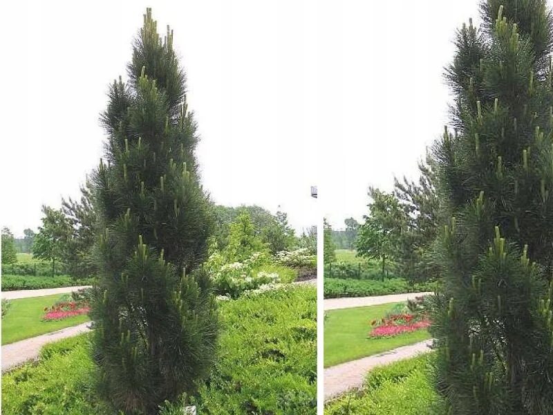 Пирамидальная сосна фото Купить Сосны, Черная Сосна Pinus Green Tower 1-1071: отзывы, фото и характеристи