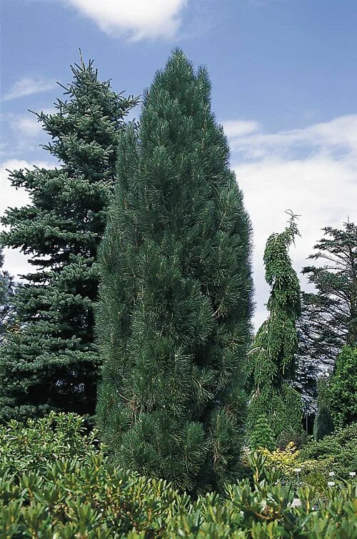 Пирамидальная сосна фото Сосна чёрная Обелиск (Pinus nigra Obelisk) купить саженцы в Москве по низкой цен