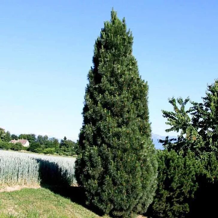 Пирамидальная сосна фото Сосна черная/Pinus nigra - Сосна/Pinus - Садовый центр ЛЕТО