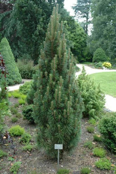 Пирамидальная сосна фото Сосна чёрная Ричард (Pinus nigra Richard) купить саженцы в Москве по низкой цене