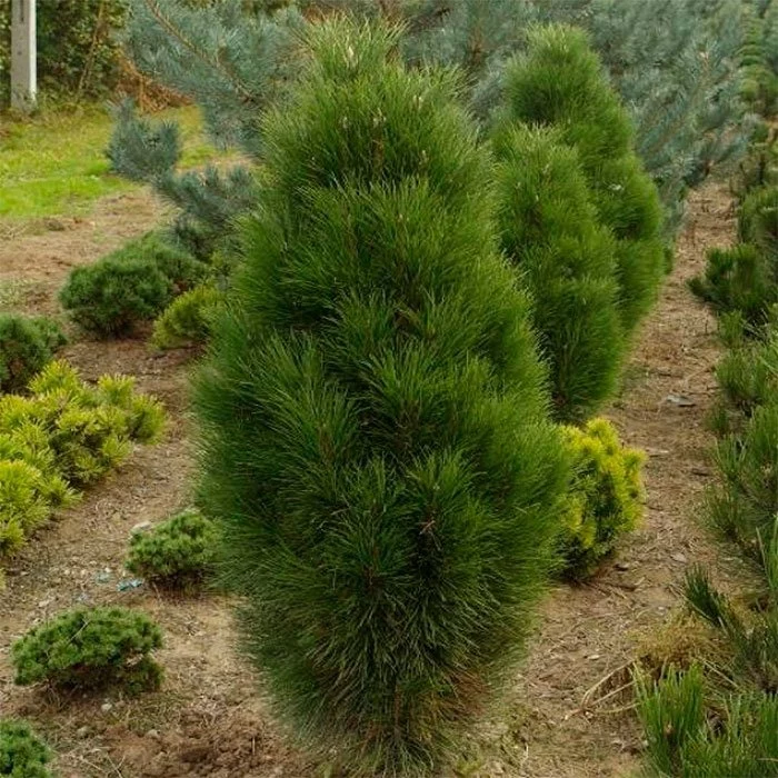 Пирамидальная сосна фото Купить Сосна чёрная Pyramidalis - Сосна - GardenPlants