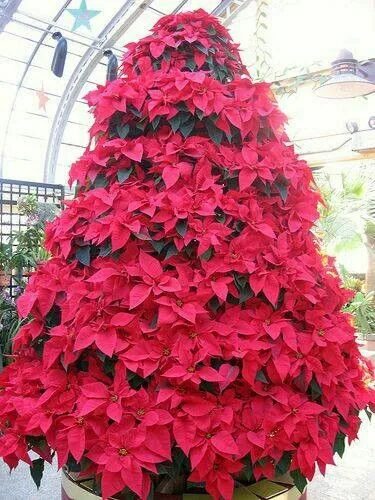 Пирамидальные лилии сорта с фото Pin by Barbara McSheffrey on Seasonal & Holiday Ideas ☺ Flowers, Nothing but flo