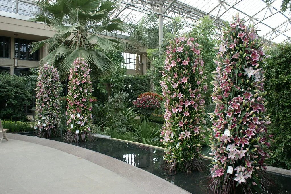 Пирамидальные лилии сорта с фото 2010 Lilytopia Flickr