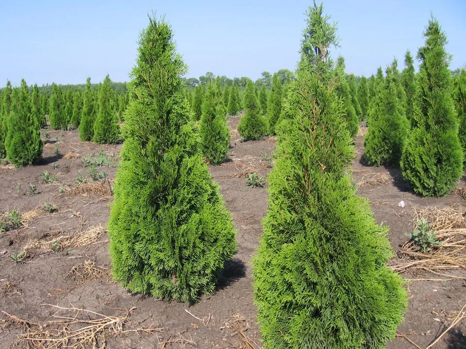 Пирамидальные туи сорта фото Туя западная Смарагд (Thuja occidentalis 'Smaragd') САДПРОЕКТ