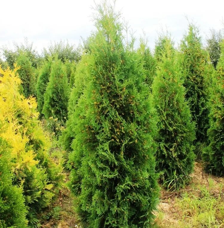 Пирамидальные туи сорта фото Туя западная Пирамидалис Компакта(PYRAMIDALIS COMPACTA) цены, купить Туя западна