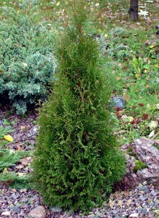 Пирамидальные туи сорта фото Туя западная 'Pyramidalis Compacta' 180-200 CM RB Святовит