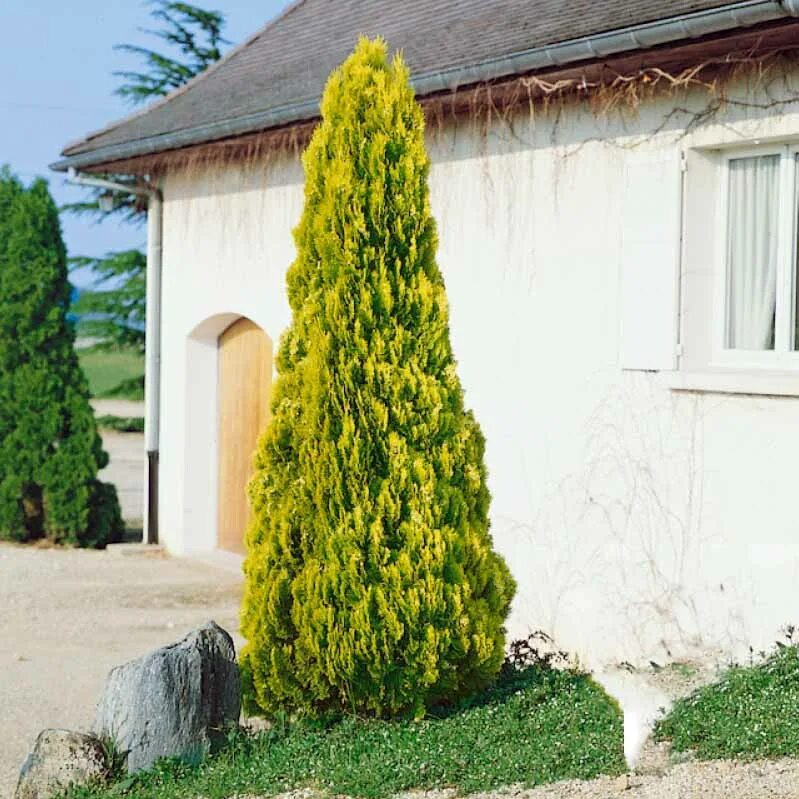 Пирамидальные туи сорта фото с названием Купить Туя восточная Pyramidalis Aurea - Туя - GardenPlants