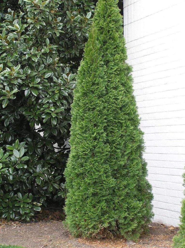 Пирамидальные туи сорта фото с названием Thuja occidentalis 'Smaragd' aka 'Emerald Green' klr Flickr
