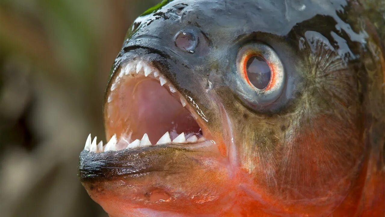 Пираньи фото в природе Piranha - Le Dangereux Poisson / Documentaire (Français/HD) - YouTube
