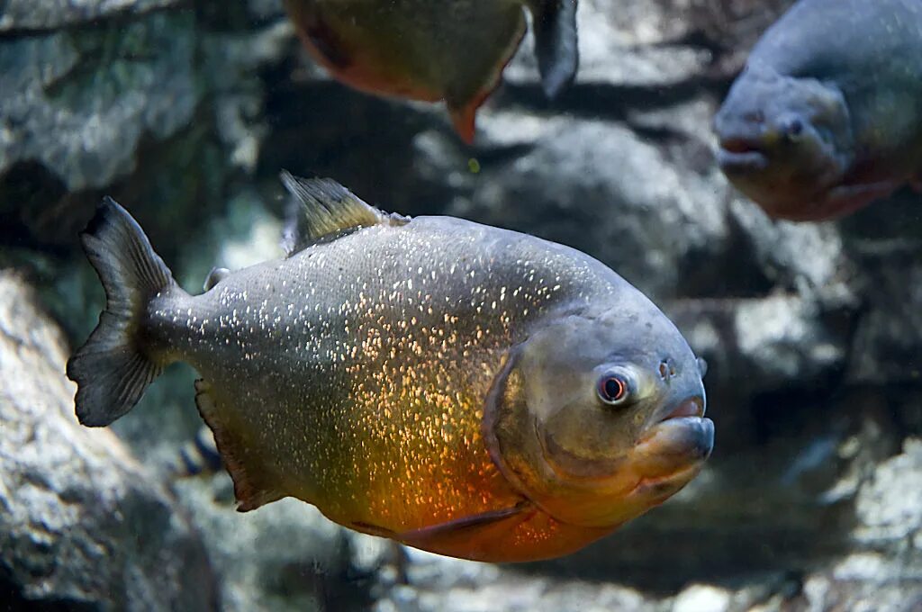 Пираньи фото в природе Red-bellied Piranha Animal Database Fandom