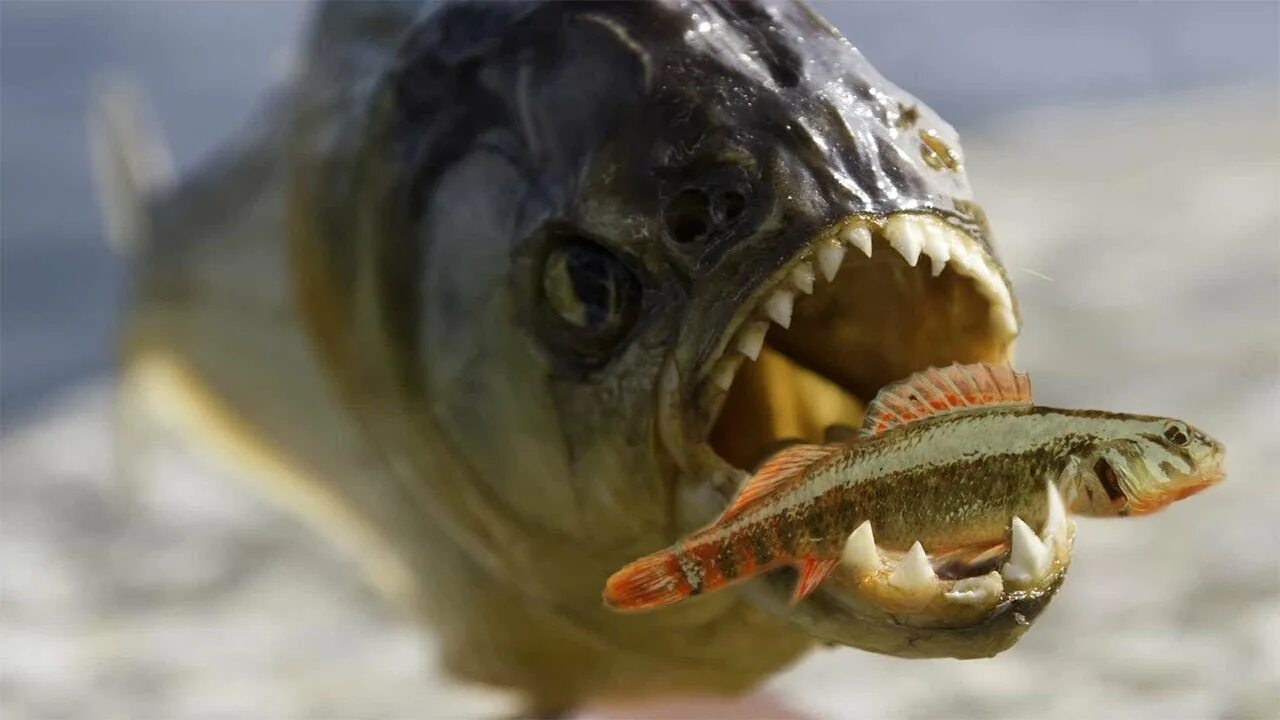 Пираньи фото в природе Piranhas - Killers of the Amazon river - YouTube