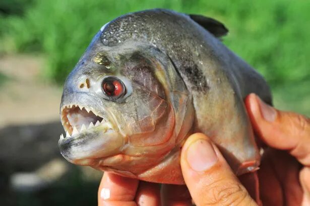 Пираньи фото в природе Girl stunned after catching 'creepy' piranha-like fish with HUMAN TEETH - Daily 