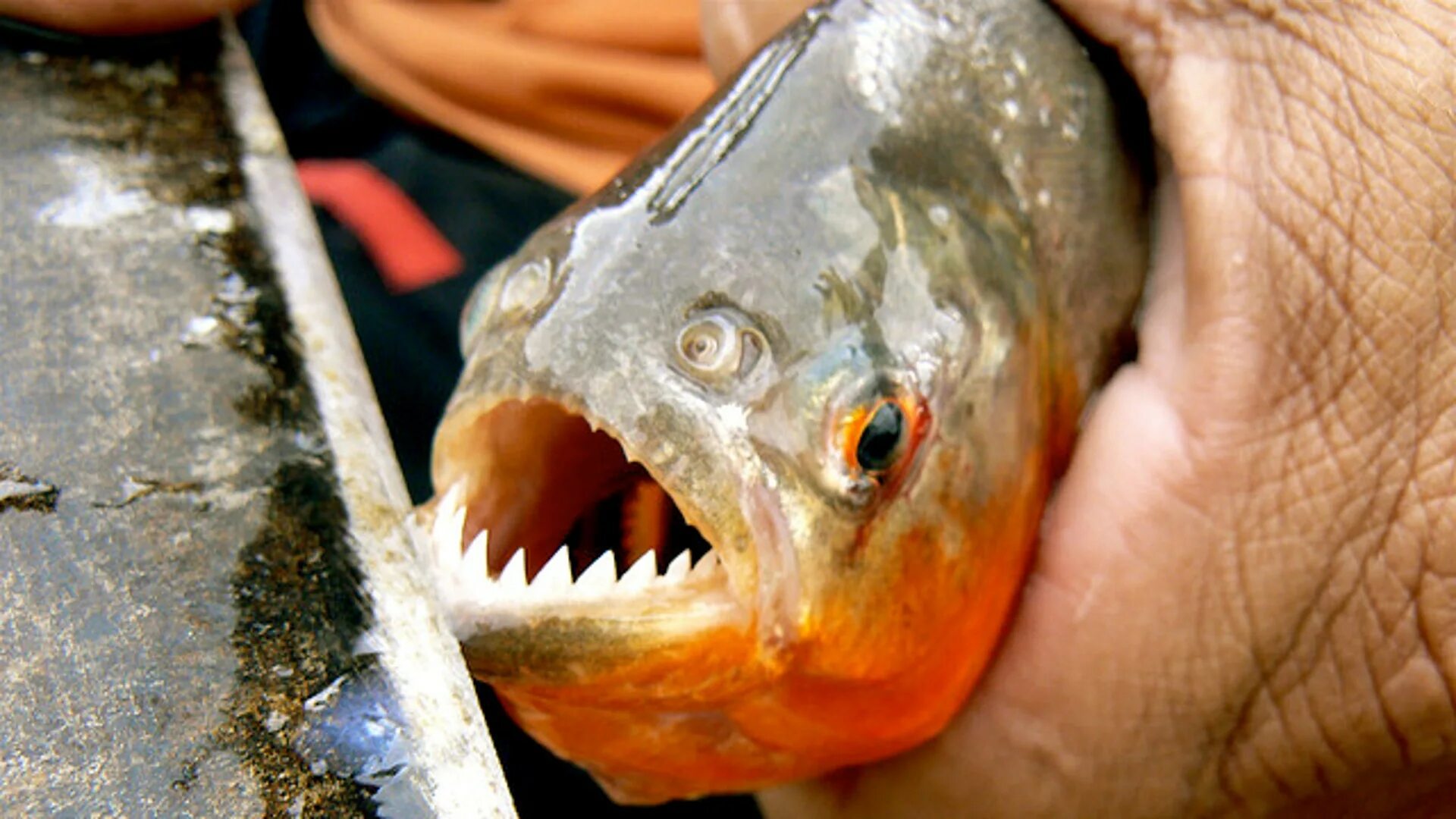Пиранья рыба фото как выглядит The World's Most Fearsome Man-Eaters Fox News