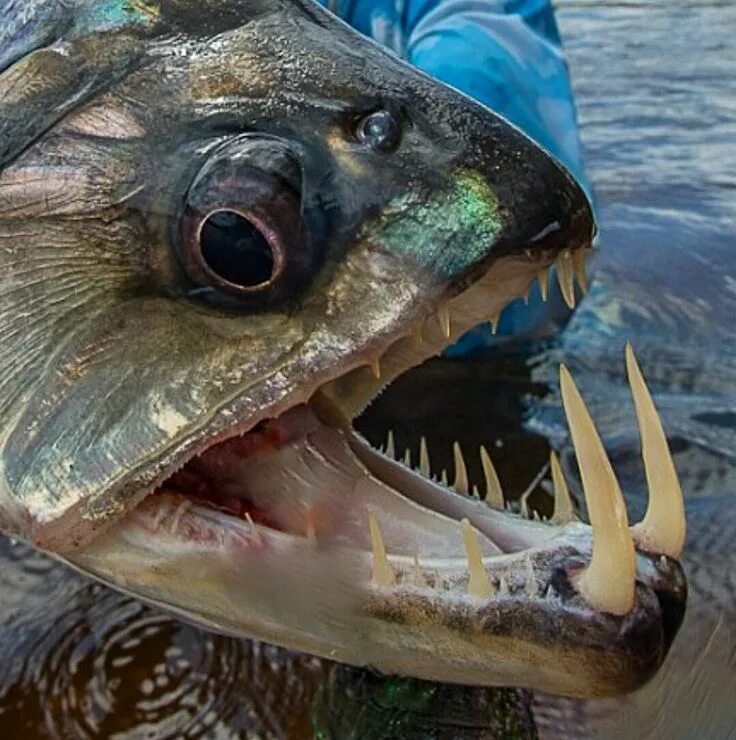 Пиранья рыба фото как выглядит Vampire Fish caught by Will Flack in Venezuela. Scary fish, Deep sea creatures, 