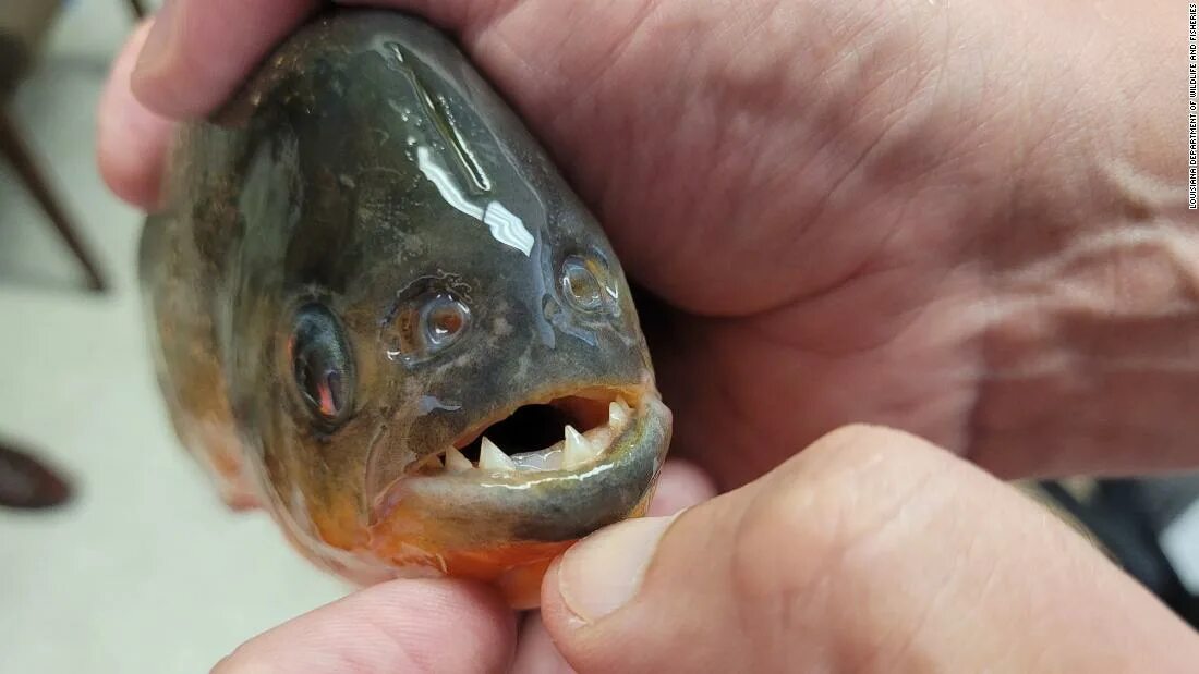Пиранья рыба фото как выглядит Red piranha caught in a Baton Rouge lake - CNN