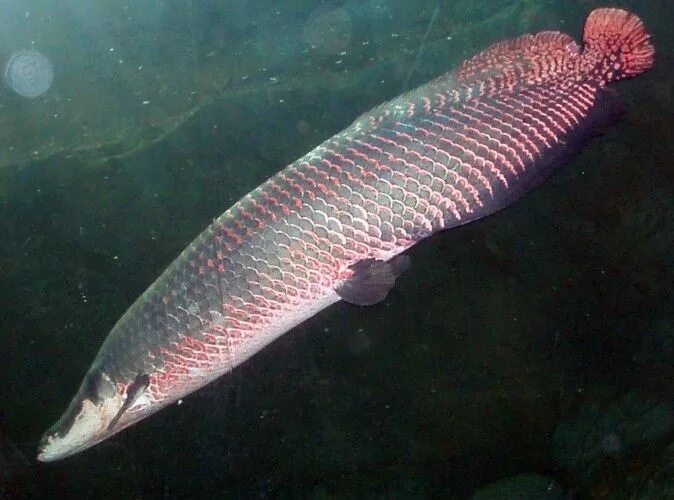 Пирарука рыба фото paiche arapaima gigas Peces de agua dulce para acuario, Peces de agua dulce, Cri
