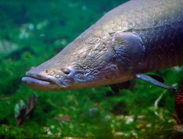 Пирарука рыба фото 10 Eerie Amazonian Legends - Listverse Monster fishing, Freshwater fishing, Beau