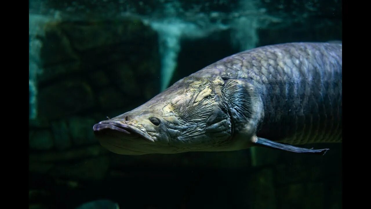Пирарука рыба фото HUGE ARAPAIMA grabs my dinner plate WAIT FOR IT! AMAZING! - YouTube