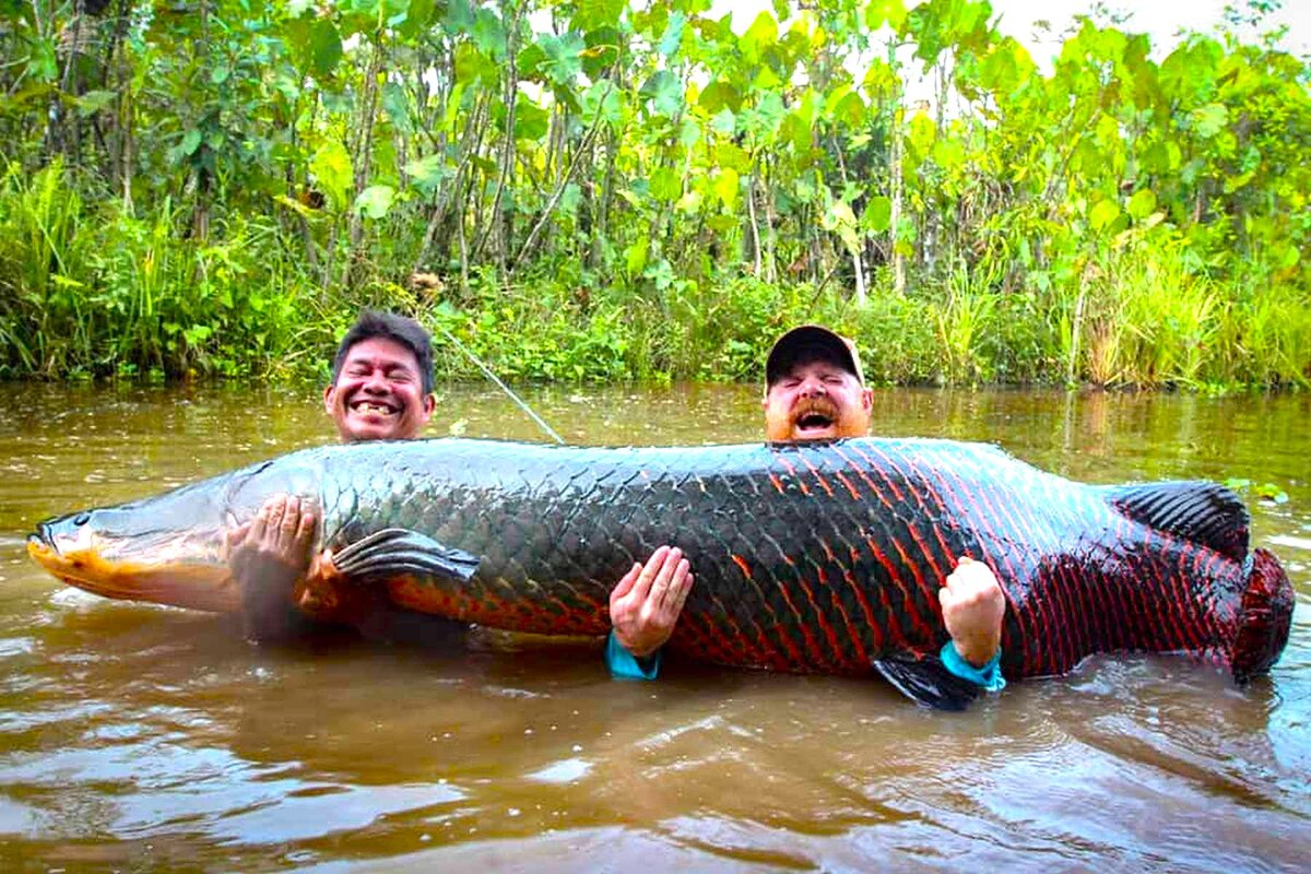 Пирарука рыба фото Рыба пираруку - Арапайма гигантская или пираруку (лат. Arapaima gigas) vaksven.r