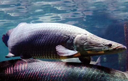 Пирарука рыба фото Profª Anissa Marques Ancient fish, Freshwater aquarium fish, Deep sea creatures
