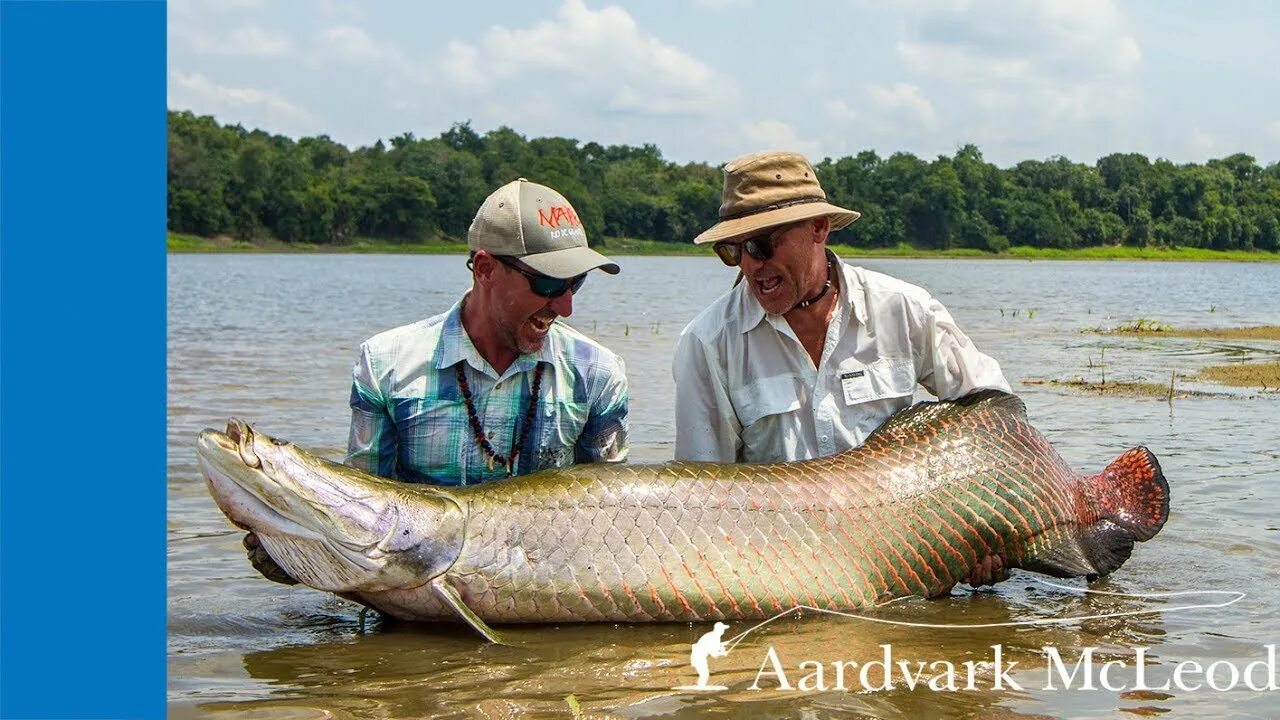 Пирарука рыба фото Fly fishing for giant arapaima from Pirarucu in Brazil - YouTube