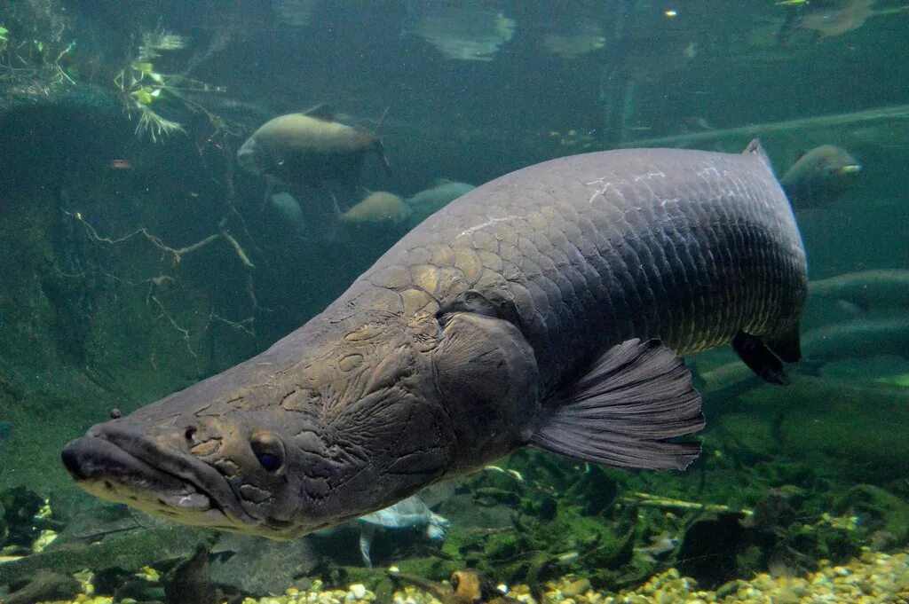 Пирарука рыба фото DSC_0775 Arapaima Istvan Kerekes Flickr