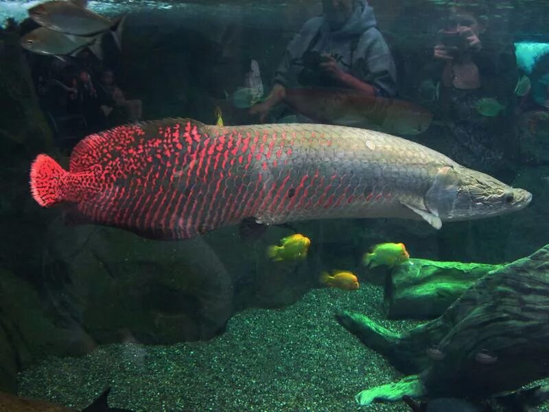 Пирарука рыба фото Арапаима гигантская (лат. Arapaima gigas) или пираруку