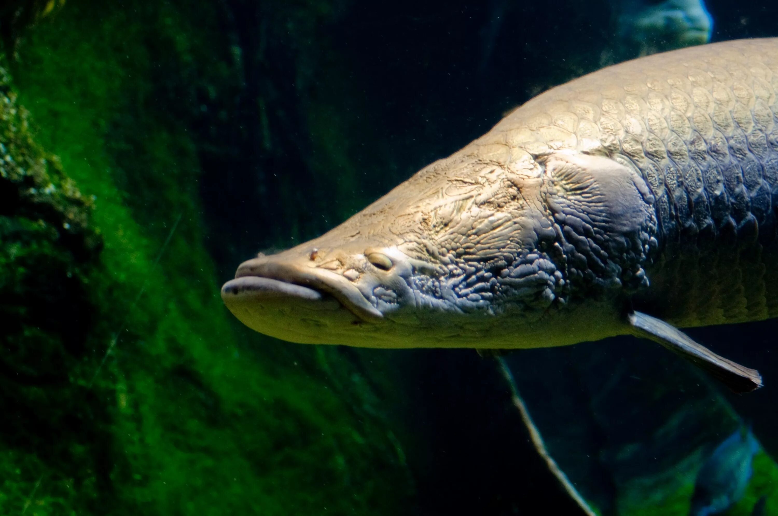 Пирарука рыба фото Arapaima Kevin Borland Pirarucu, Animais, Bicho de estimação